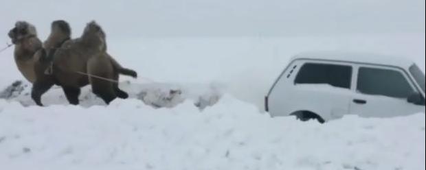 Watch: Camel Saves Lada 4x4 From Russian Snow Drift