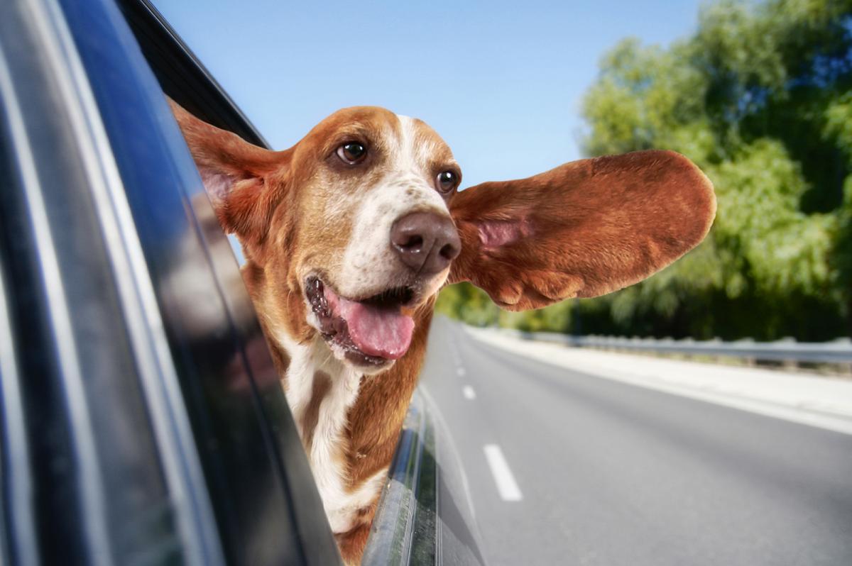 Rover vs Rover: what's more trouble, a classic car or a dog?